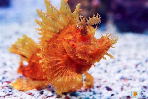 rhinopias fish|Rhinopias Scorpionfish Care Guide .